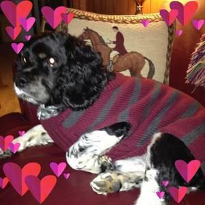 Meet your Posher, Betty